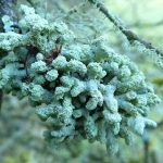 Hypogymnia tubulosa