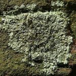 Hyperphyscia adglutinata