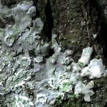 Hyperphyscia adglutinata - Close up