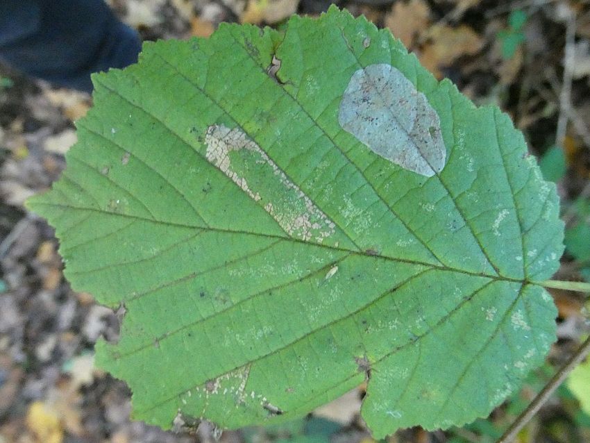Hazel Leaf-Nut Leaf Blister - mined by Phyllonorycter coryli Micro-moth