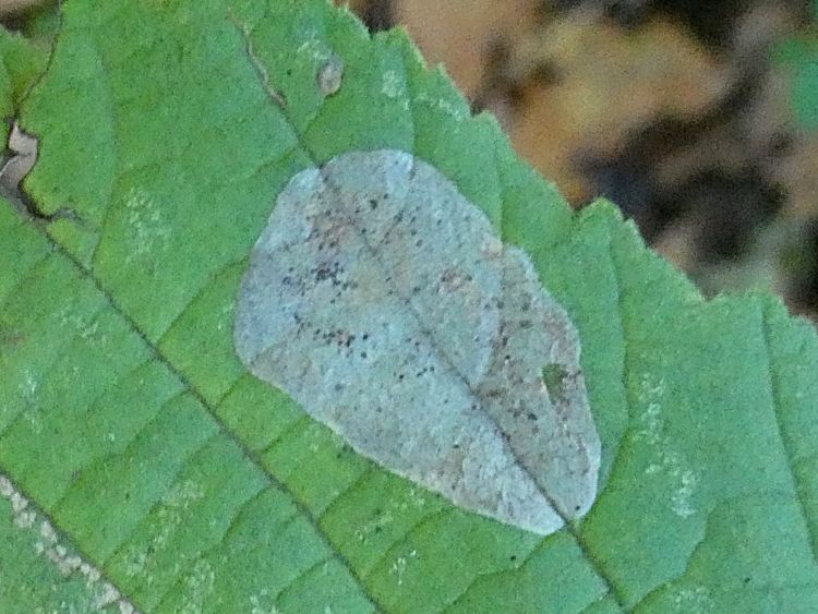 Hazel Leaf-Nut Leaf Blister - mined by Phyllonorycter coryli Micro-moth