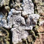 Phaeographis smithii