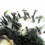 Physconia grisea - Close up on underside Rhizines 