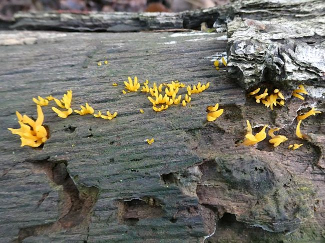 Small Stagshorn (Calocera cornea)