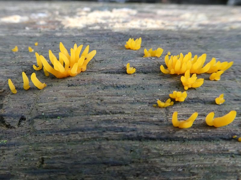 Small Stagshorn (Calocera cornea)