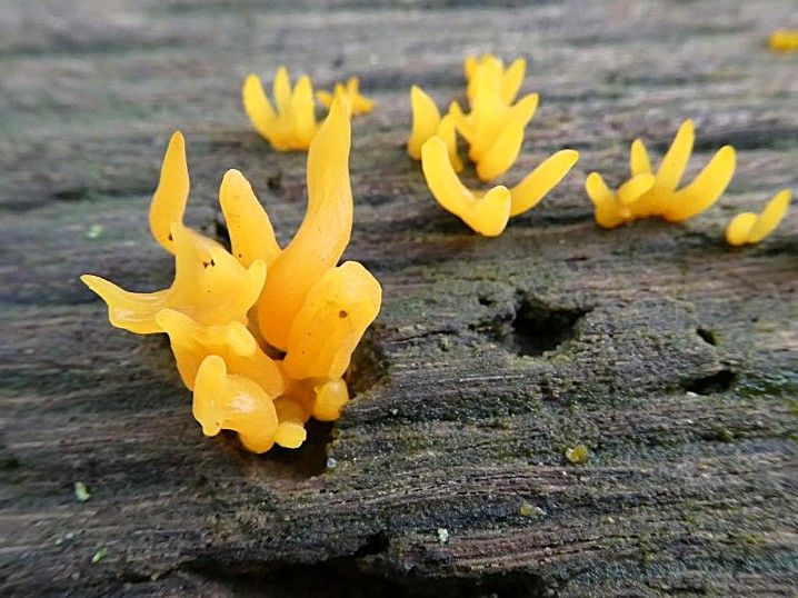 Small Stagshorn (Calocera cornea)